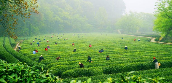 智慧旅游背景下茶文化旅游探究
