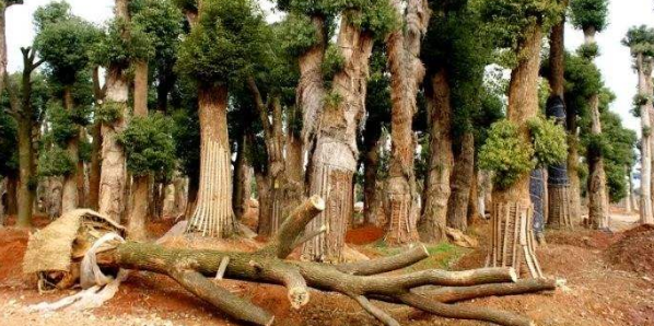 乔木全冠移植技术在园林工程中的应用
