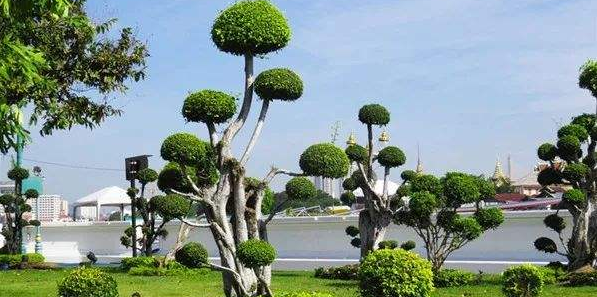 园林植物养护关键技术