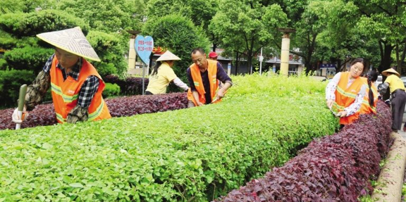 园林树木创伤危害与城市绿地养护