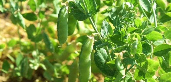 豌豆高产栽培技术措施研究