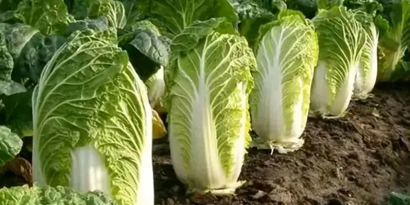大白菜优质种植技术及病虫害防治技术
