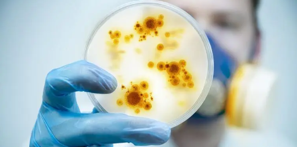 与菌类相关的sci杂志