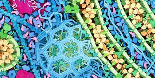 也太香了吧！细胞生物学可好投的SCI推荐