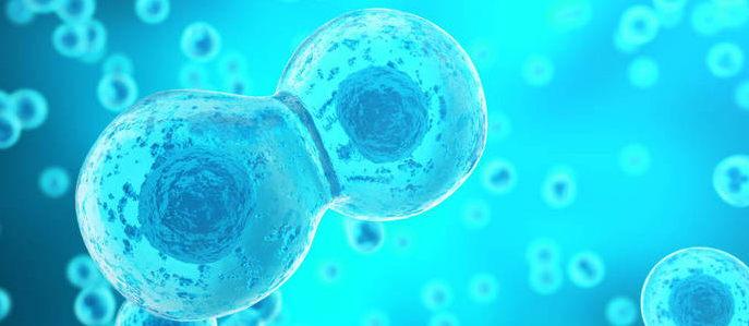 生物学sci一区期刊目录