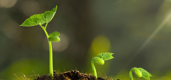 植物科学领域的top期刊