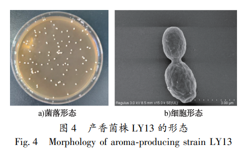 产香菌株 LY13 的形态