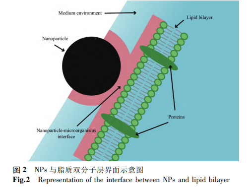 NPs 与脂质双分子层界面示意图