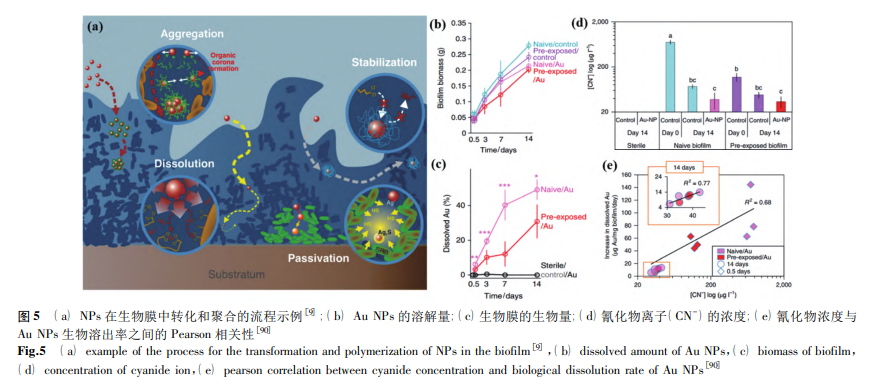 NPs 在生物膜中转化和聚合的流程示例