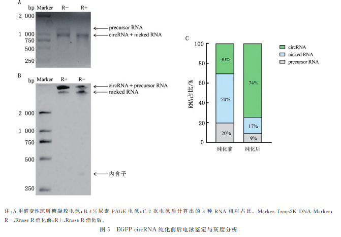 EGFPcircRNA 纯化前后电泳鉴定与灰度分析