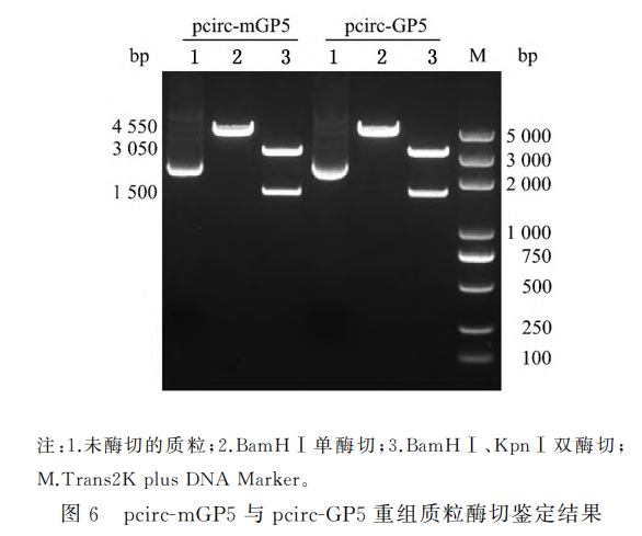 pcirc-mGP5与pcirc-GP5重组质粒酶切鉴定结果