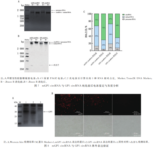 mGP5circRNA 与 GP5circRNA 体外表达验证