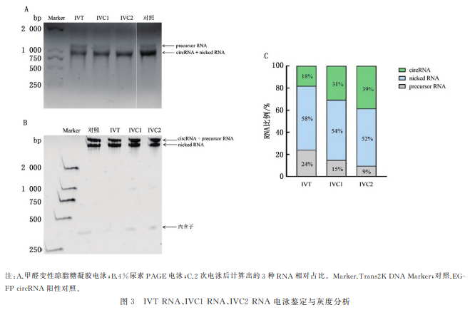 IVTRNA、IVC1RNA、IVC2RNA 电泳鉴定与灰度分析
