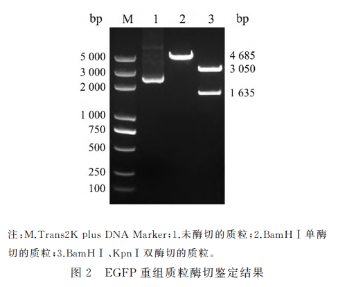 EGFP重组质粒酶切鉴定结果