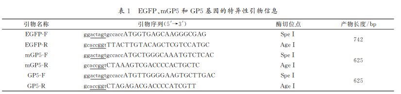 EGFP、mGP5和 GP5基因的特异性引物信息