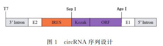 circRNA 序列设计