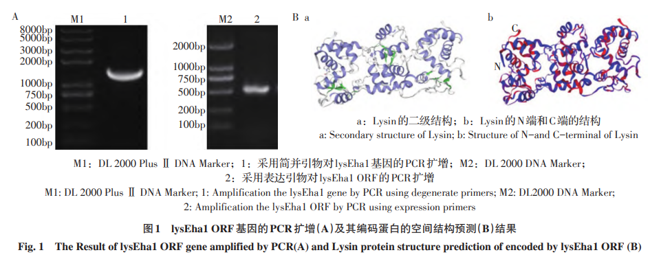 lysEha1 ORF基因的PCR扩增（A）及其编码蛋白的空间结构预测（B）结果