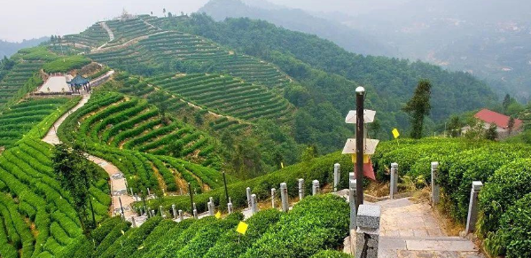 茶文化旅游与茶业经济发展相关问题探究