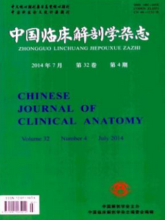 中国临床解剖学