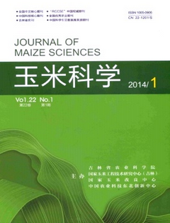 玉米科学