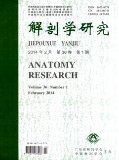 解剖学研究