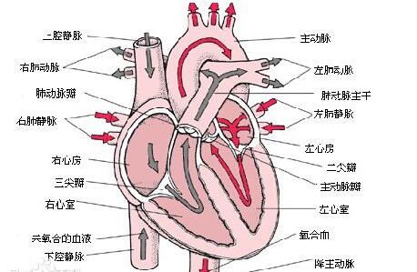 最新心血管领域SCI期刊