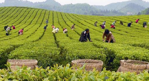 浅析丝绸之路茶叶贸易与茶文化