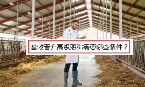 畜牧晋升高级职称需要哪些条件