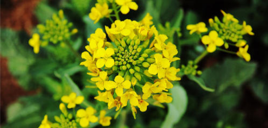 非转基因抗除草剂油菜细胞质雄性探讨