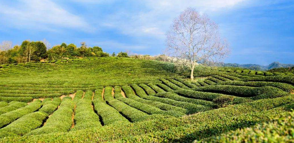 茶园景观荆楚茶文化特征及应用