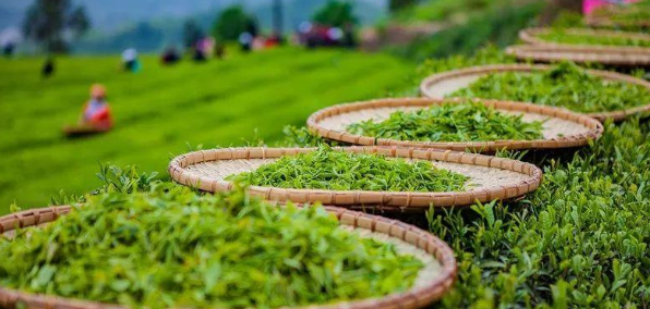 旅游体验视角下对茶文化旅游的探讨