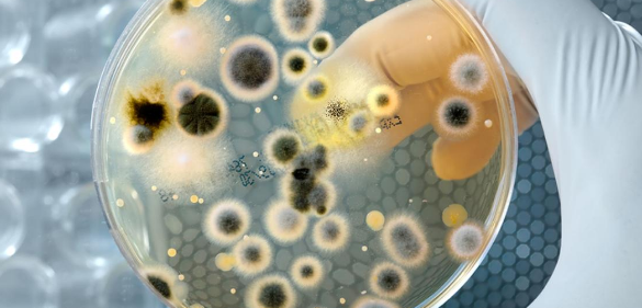 分子生物学技术在检测机构食品微生物检测中的 应用现状、技术制约因素与发展趋势