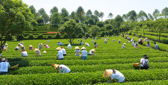 茶文化旅游产业发展对策探究