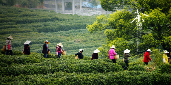 粤北采茶民俗及茶文化艺术形态分析