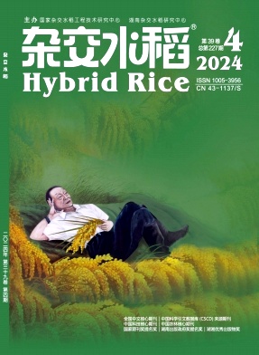 杂交水稻